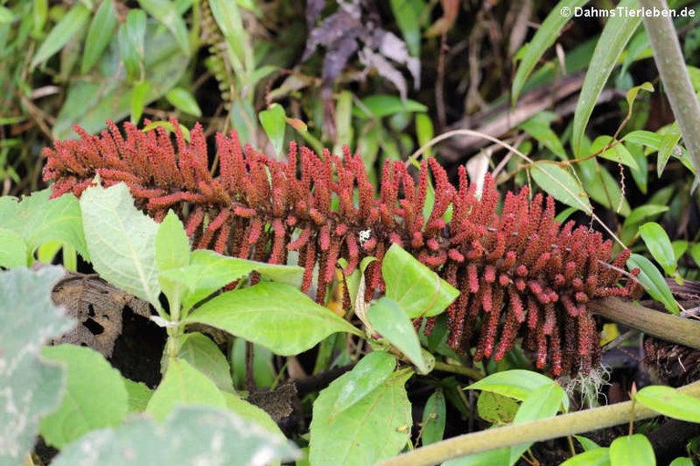 Naturschutzgebiet Mindo-Nambillo