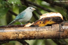 Bischofstangare (Thraupis episcopus quaesita) im Bellavista Cloud Forest Reserve, Ecuador