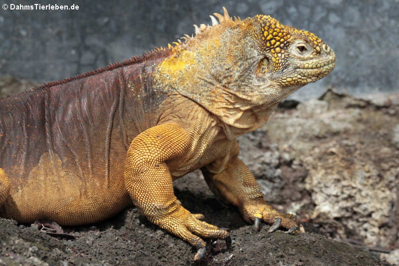 Landleguan (Conolophus subcristatus)