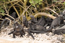 Meerechsen (Amblyrhynchus cristatus hassi) in der Charles-Darwin-Forschungsstation auf der Galápagos-Insel Santa Cruz, Ecuador