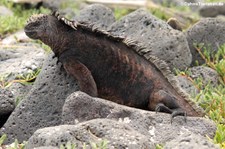 Meerechse (Amblyrhynchus cristatus hassi) in der Charles-Darwin-Forschungsstation auf der Galápagos-Insel Santa Cruz, Ecuador