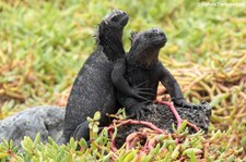 Santa Cruz Meerechsen (Amblyrhynchus cristatus hassi) in der Charles-Darwin-Forschungsstation auf der Galápagos-Insel Santa Cruz, Ecuador