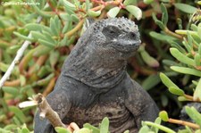 Santa Cruz Meerechse (Amblyrhynchus cristatus hassi) in der Charles-Darwin-Forschungsstation auf der Galápagos-Insel Santa Cruz, Ecuador