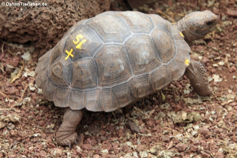 Junge Santiago-Riesenschildkröte (Chelonoidis darwini)