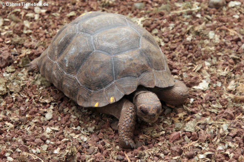 Junge Santiago-Riesenschildkröte (Chelonoidis darwini)