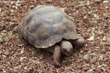 Nachzucht der Santiago-Riesenschildkröte (Chelonoidis darwini) in der Charles-Darwin-Forschungsstation auf der Galápagos-Insel Santa Cruz, Ecuador