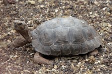 Nachzucht der Pinzón-Riesenschildkröte (Chelonoidis duncanensis) auf der Charles-Darwin-Forschungsstation in Puerto Ayora auf der Galápagos-Insel Santa Cruz