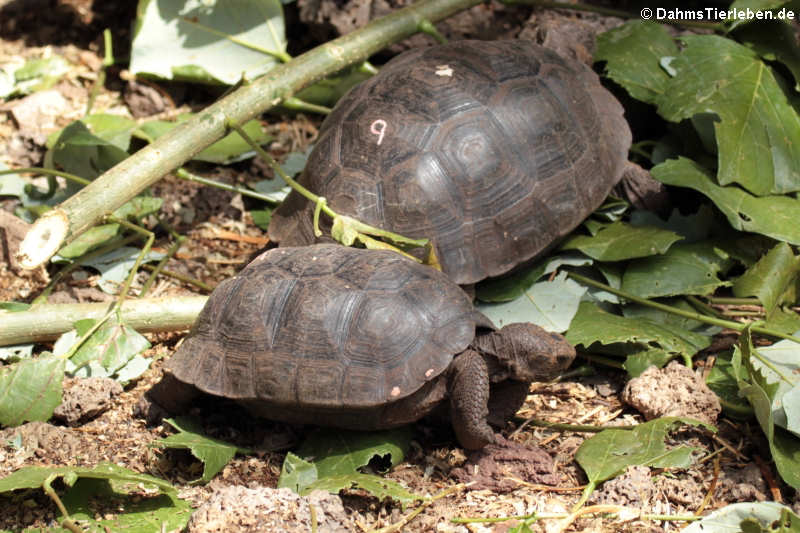 Junge Pinzón-Riesenschildkröten (Chelonoidis duncanensis)