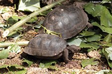 Nachzuchten der Pinzón-Riesenschildkröte (Chelonoidis duncanensis) in der Charles-Darwin-Forschungsstation auf der Galápagos-Insel Santa Cruz, Ecuador