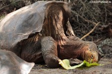 Española-Riesenschildkröte (Chelonoidis hoodensis) in der Charles-Darwin-Forschungsstation auf der Galápagos-Insel Santa Cruz, Ecuador