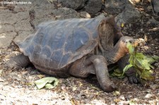 Española-Riesenschildkröte (Chelonoidis hoodensis) in der Charles-Darwin-Forschungsstation auf der Galápagos-Insel Santa Cruz, Ecuador