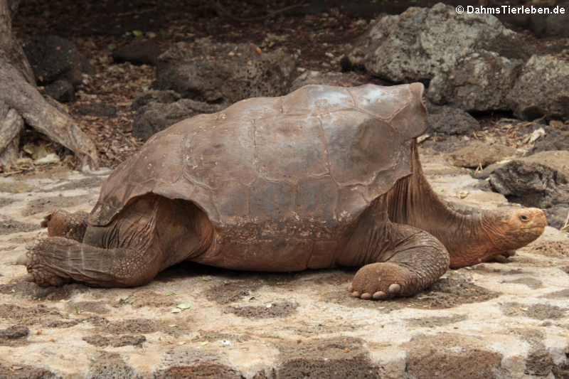 Española-Riesenschildkröte (Chelonoidis hoodensis) im  Darwin-Center auf Santa-Cruz