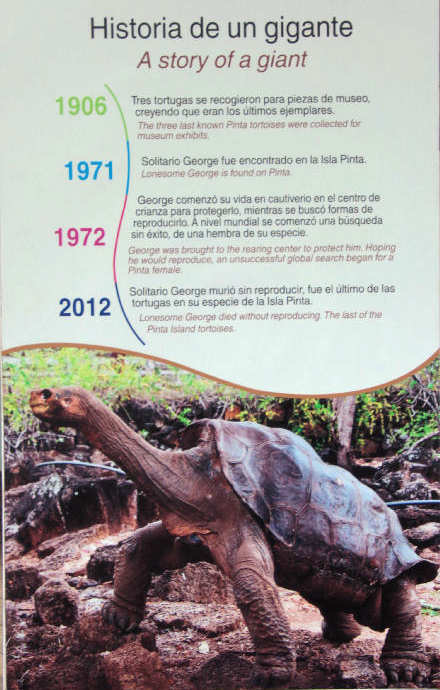 Lonesome George, die Geschichte eines Giganten