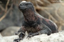 Española Meerechse (Amblyrhynchus cristatus venustissimus) auf der Galápagos-Insel Española, Ecuador