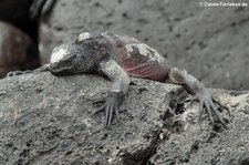 Española Meerechse (Amblyrhynchus cristatus venustissimus) auf der Galápagos-Insel Española, Ecuador