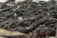 Española Meerechsen (Amblyrhynchus cristatus venustissimus) auf der Galápagos-Insel Española, Ecuador