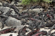 Española Meerechsen (Amblyrhynchus cristatus venustissimus) auf der Galápagos-Insel Española, Ecuador