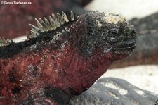 Española Meerechse (Amblyrhynchus cristatus venustissimus) auf der Galápagos-Insel Española, Ecuador