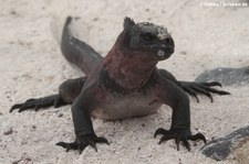 Española Meerechse (Amblyrhynchus cristatus venustissimus) auf der Galápagos-Insel Española, Ecuador