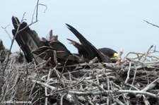 Galápagosbussard (Buteo galapagoensis) auf der Galápagos-Insel Española, Ecuador