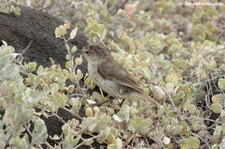 Blindloedarwinfink (Certhidea fusca cinerascens) auf der Galápagos-Insel Española, Ecuador