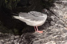 Gabelschwanzmöwe (Creagrus furcatus) auf der Galápagos-Insel Española, Ecuador