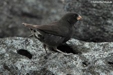 Opuntiengrundfink oder Españolagrundfink (Geospiza conirostris) auf der Galápagos-Insel Española, Ecuador