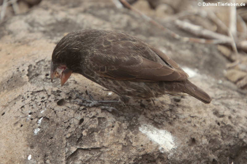 Opuntiengrundfink (Geospiza conirostris) aus Española