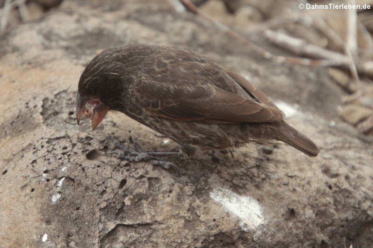 Geospiza conirostris