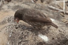 Opuntiengrundfink (Geospiza conirostris) auf der Galápagos-Insel Española, Ecuador