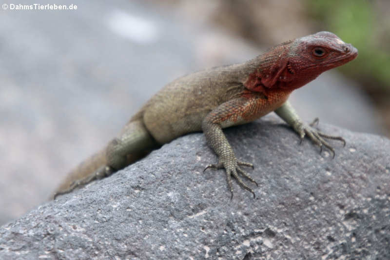 Hood Lava Lizard (Microlophus delanonis) auf Española