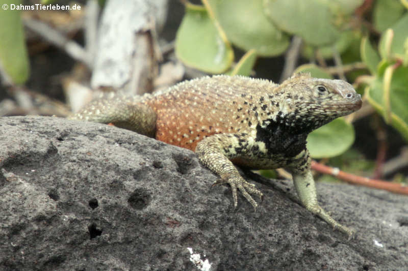 Hood Lava Lizard (Microlophus delanonis) auf Española