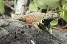 männlicher Lava Lizard (Microlophus delanonis) auf der Galápagos-Insel Española, Ecuador