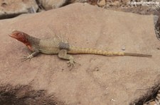 Lava Lizard (Microlophus delanonis) auf der Galápagos-Insel Española, Ecuador