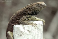 männlicher Lava Lizard (Microlophus delanonis) auf der Galápagos-Insel Española, Ecuador