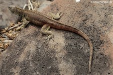 männlicher Lava Lizard (Microlophus delanonis) auf der Galápagos-Insel Española, Ecuador