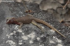 weiblicher Lava Lizard (Microlophus delanonis) auf der Galápagos-Insel Española, Ecuador