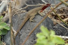 weiblicher Lava Lizard (Microlophus delanonis) auf der Galápagos-Insel Española, Ecuador