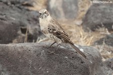 Española-Spottdrossel (Mimus macdonaldi) auf der Galápagos-Insel Española, Ecuador