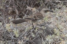 Española-Spottdrossel (Mimus macdonaldi) auf der Galápagos-Insel Española, Ecuador