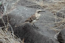 Española-Spottdrossel (Mimus macdonaldi) auf der Galápagos-Insel Española, Ecuador