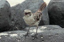 Española-Spottdrossel (Mimus macdonaldi) auf der Galápagos-Insel Española, Ecuador