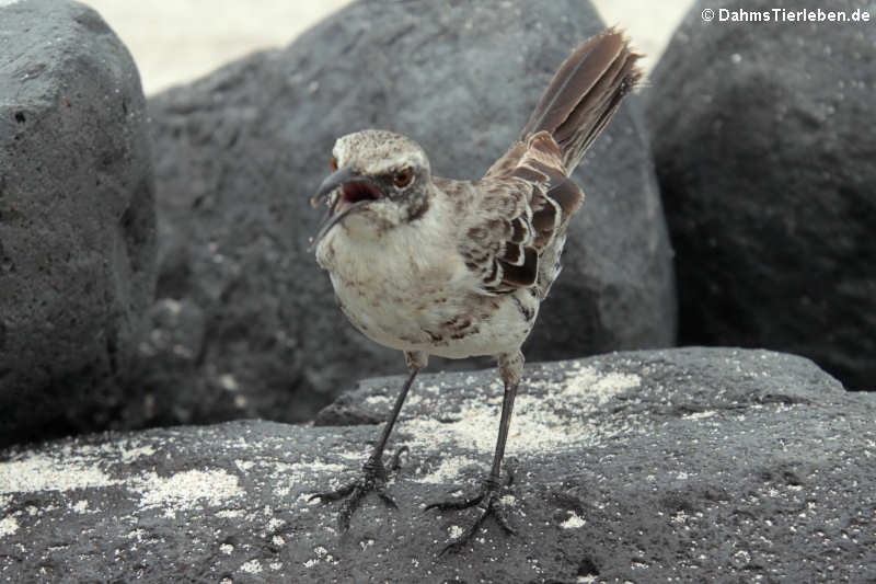 San Cristóbal-Spottdrossel (Mimus macdonaldi) auf San Cristóbal