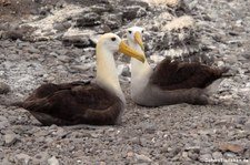 Galapagos-Albatros (Phoebastria irrorata) auf der Galápagos-Insel Española, Ecuador