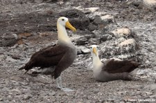 Galapagos-Albatros (Phoebastria irrorata) auf der Galápagos-Insel Española, Ecuador