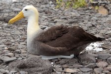 Galapagos-Albatros (Phoebastria irrorata) auf der Galápagos-Insel Española, Ecuador