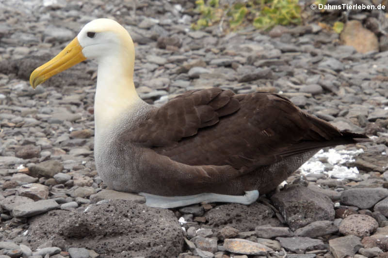 Galapagos-Albatros (Phoebastria irrorata) auf Española