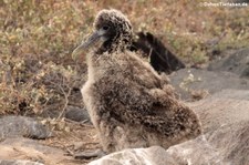 Junger Galapagos-Albatros (Phoebastria irrorata) auf der Galápagos-Insel Española, Ecuador