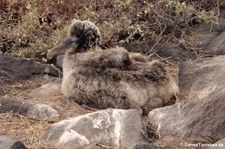 Junger Galapagos-Albatros (Phoebastria irrorata) auf der Galápagos-Insel Española, Ecuador