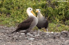 Galapagos-Albatros (Phoebastria irrorata) auf der Galápagos-Insel Española, Ecuador